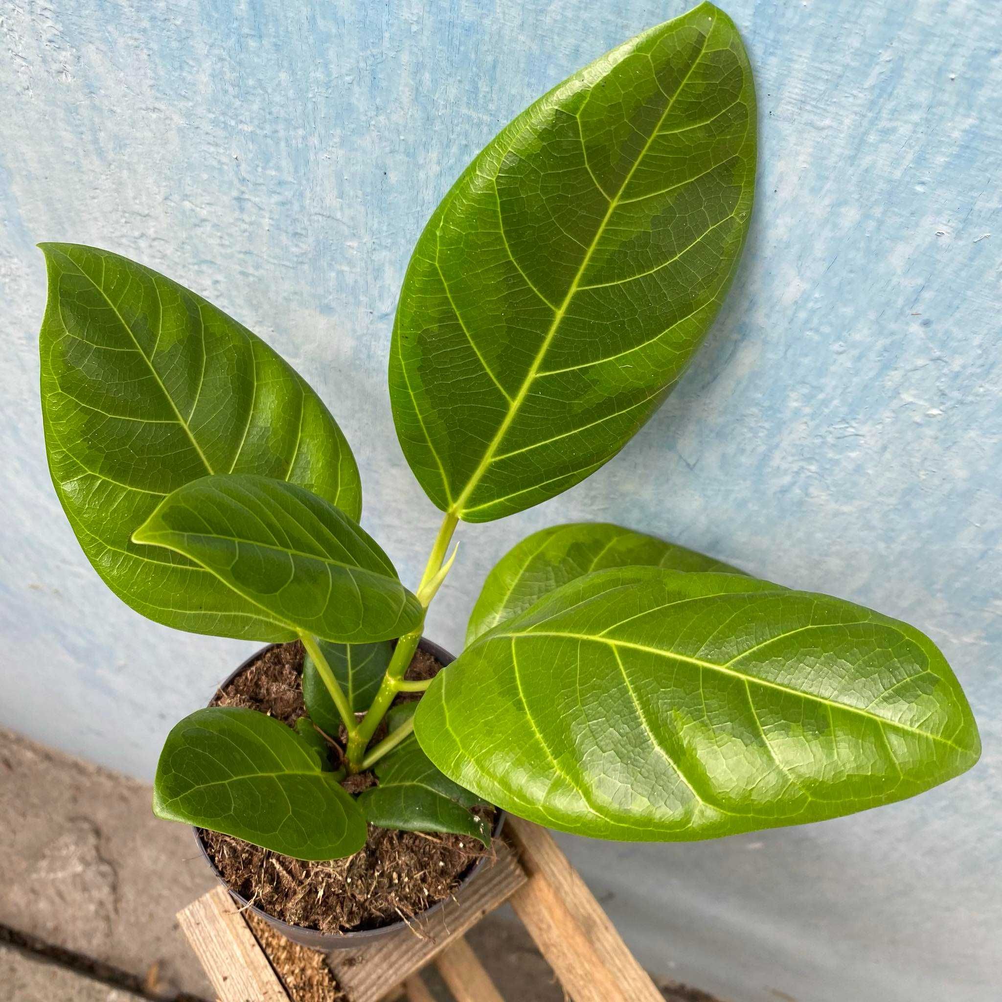 Ficus  Altissima