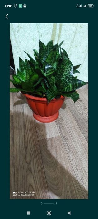 Сансевиерия или Тёщин язык цветок