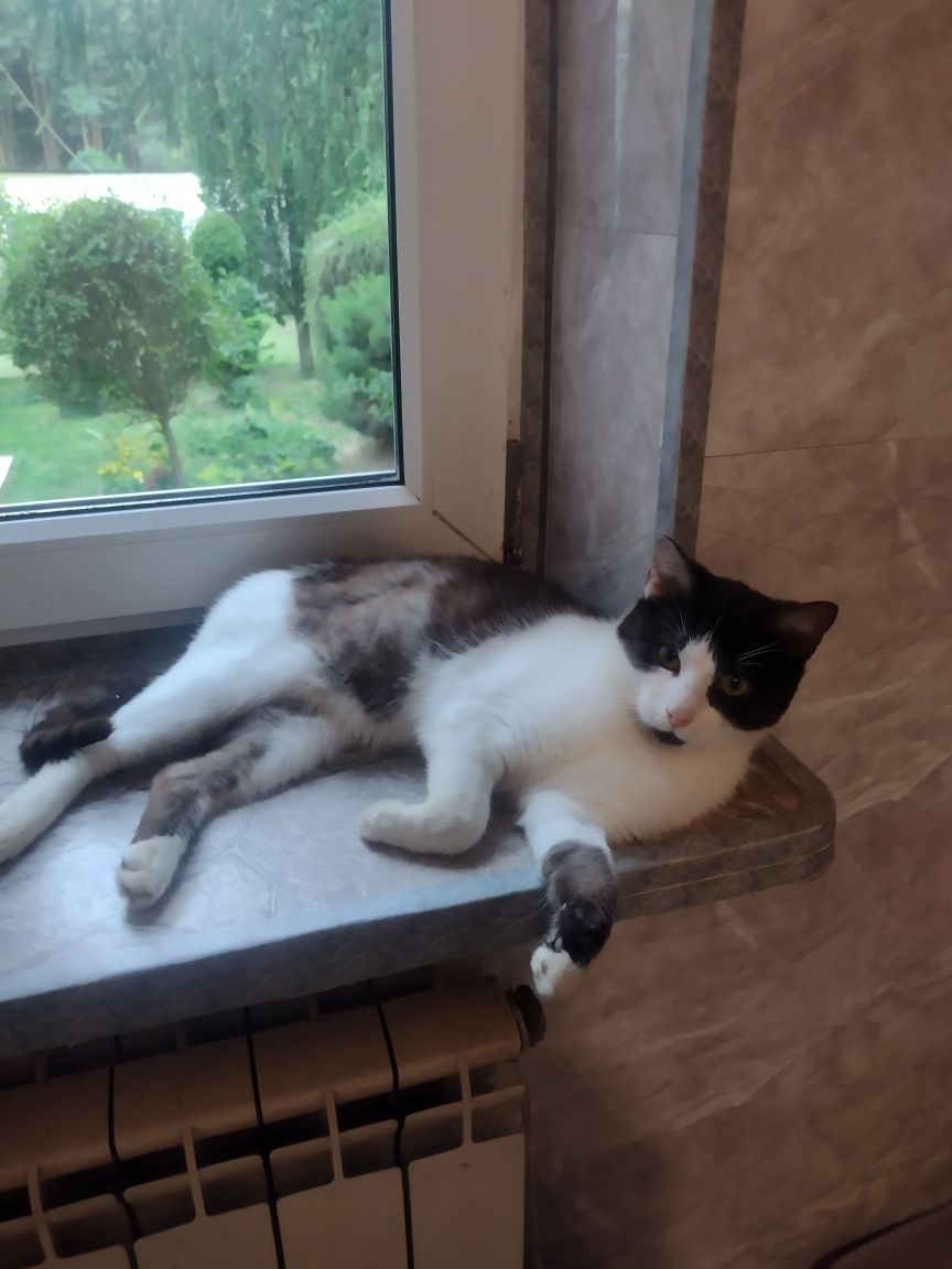 Piękny Tymianek do adopcji