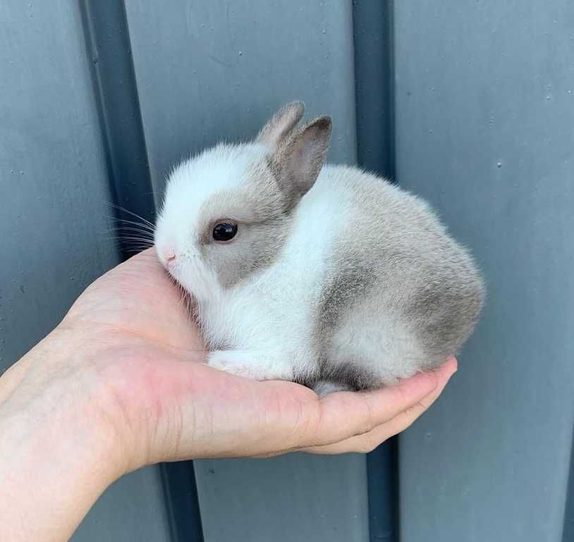 KIT Coelhos anões minitoy e mini holandês lindíssimos