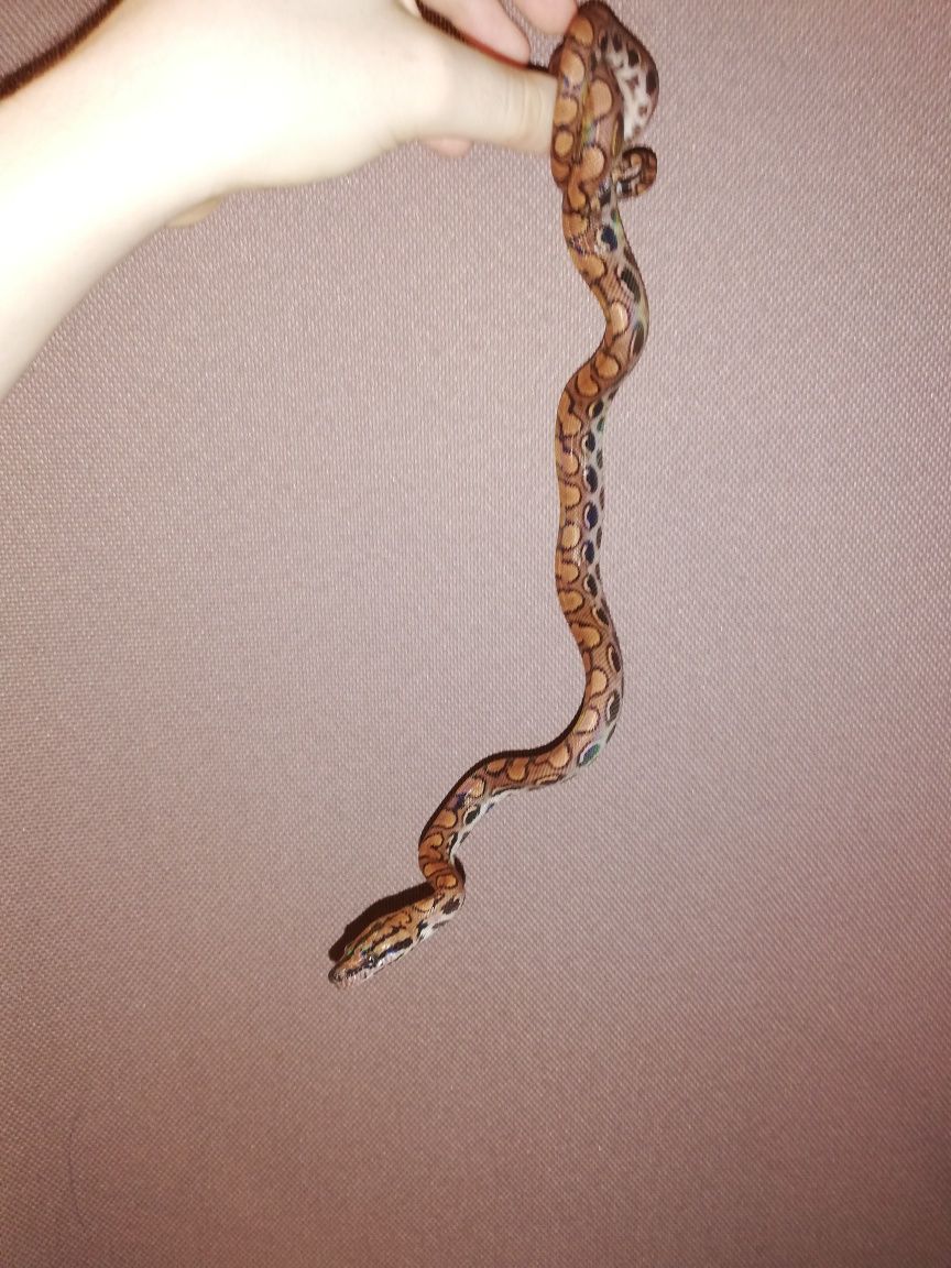 Змея радужный удав. Неядовитая змея с питомника от 2 месяцев, самки.