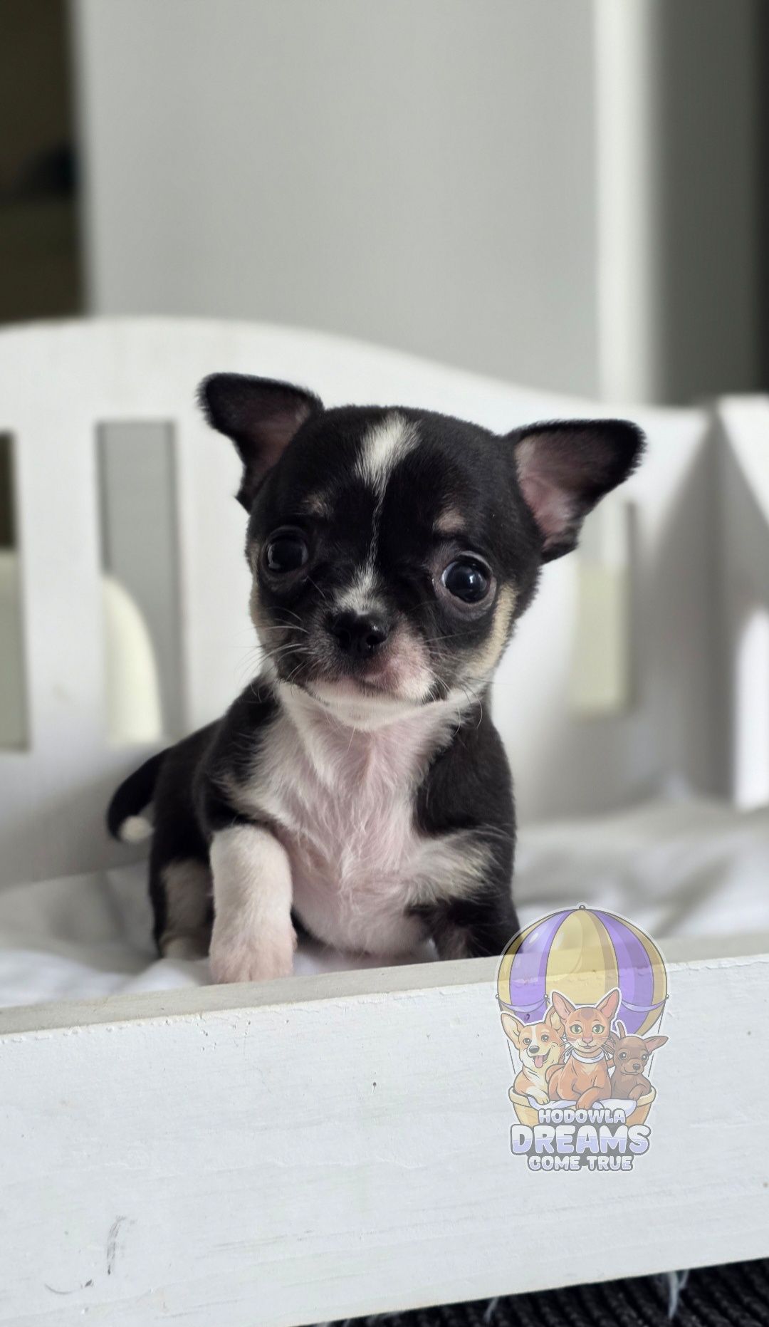 Chihuahua**Cudowna Maleńka Sunia**Do Rezerwacji