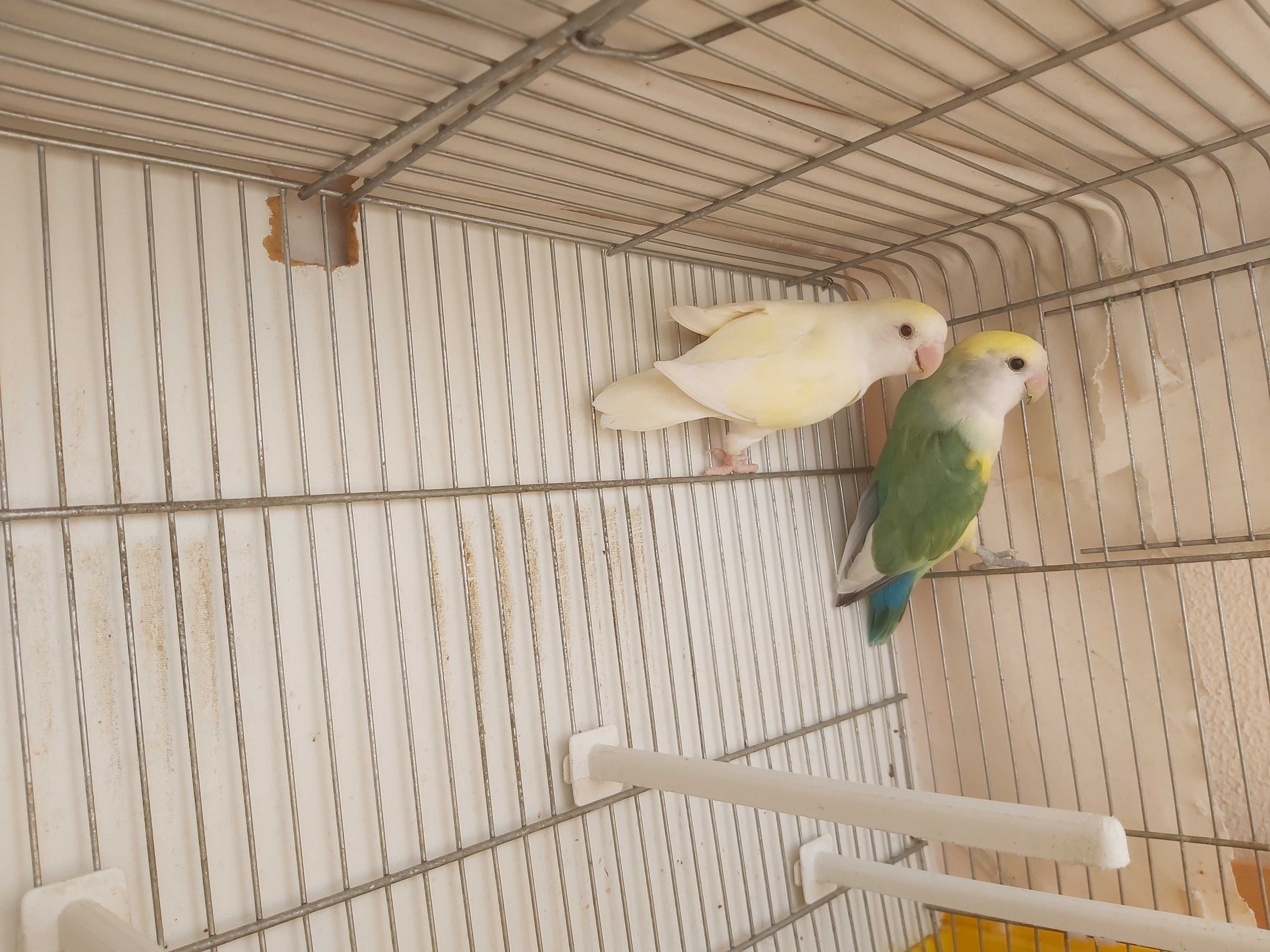 Lindo Casal de Agapornis Roseicollis com gaiola e acessórios