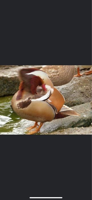 Kaczki mandarynki rude kaczki ozdobne