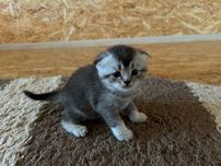 Продаються котята шотландські віслоухі Scotish Fold