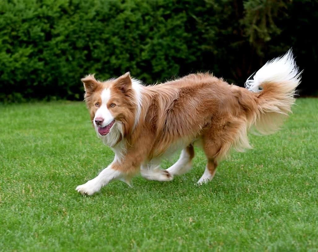 Samiec blue merle border collie metryka FCI