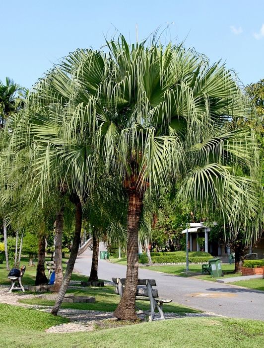 Palmeiras de leque da china, Livistona chinensis