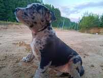 Amstaff merle sunia