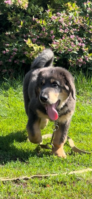 Щенок тибетський мастиф