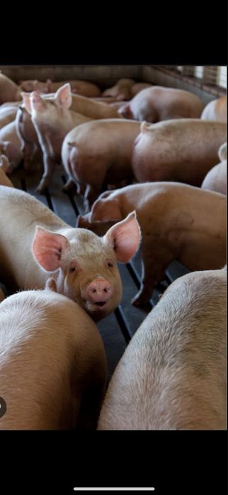 Свині живою вагою