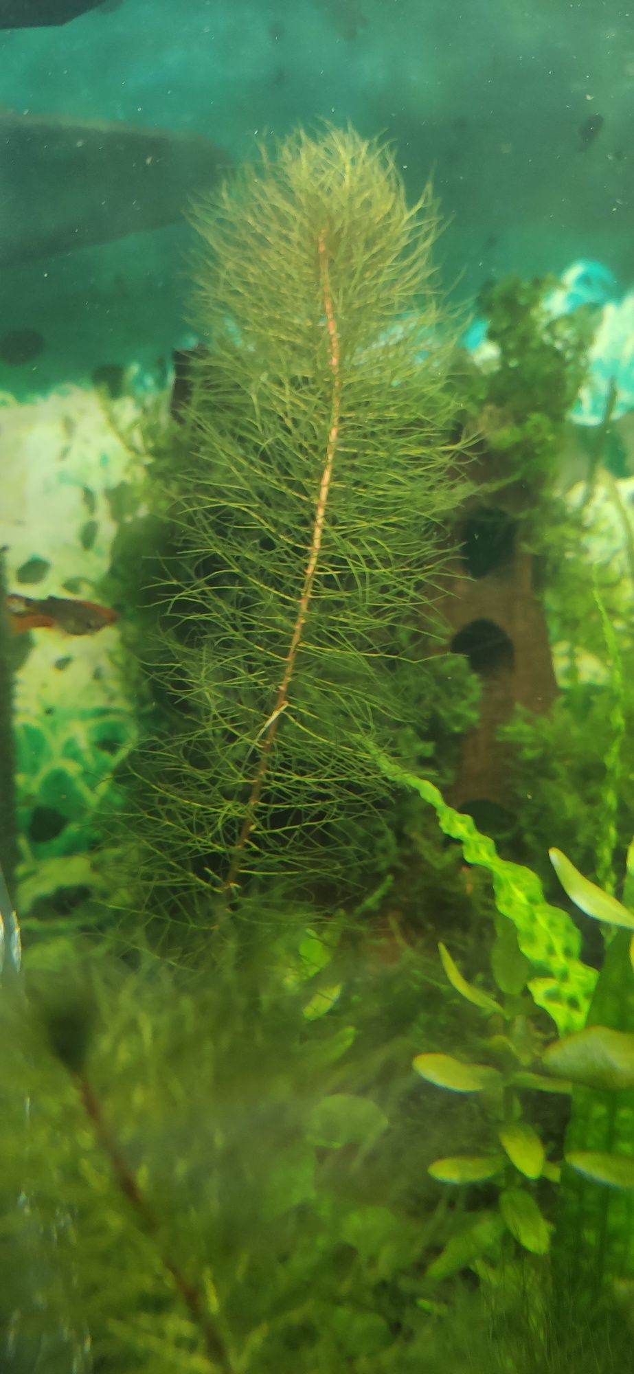 roślina do akwarium Wywłócznik pierzasty