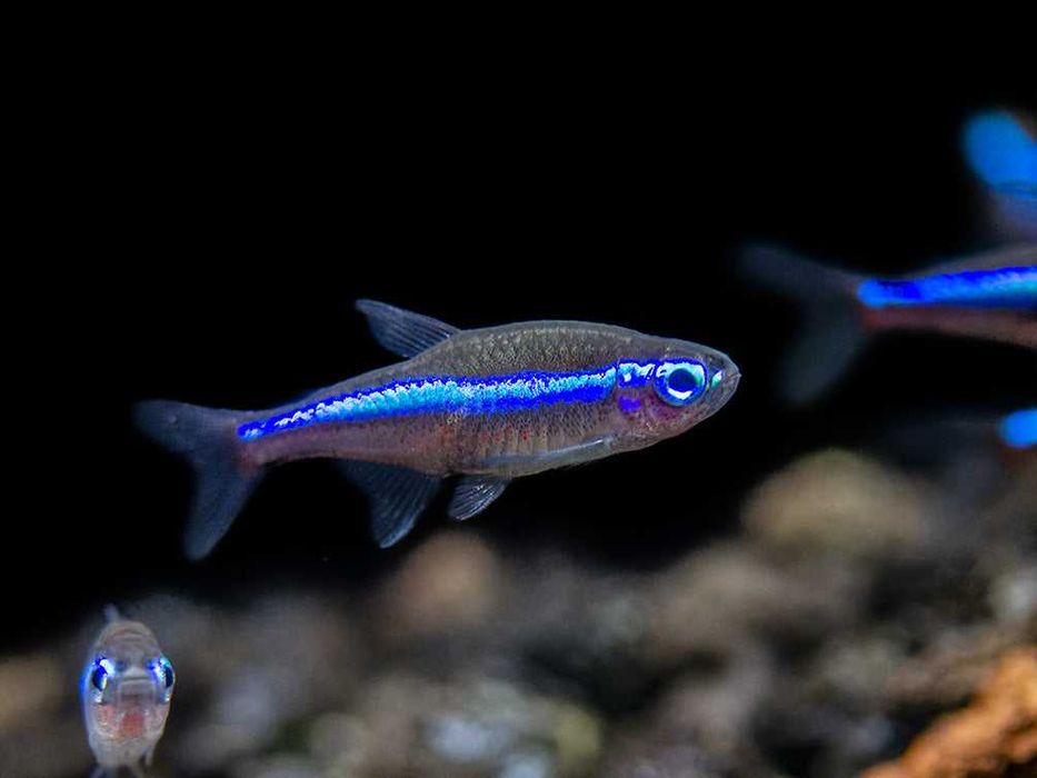 Neon zielony - Paracheirodon simulans - dowozimy, wysyłamy