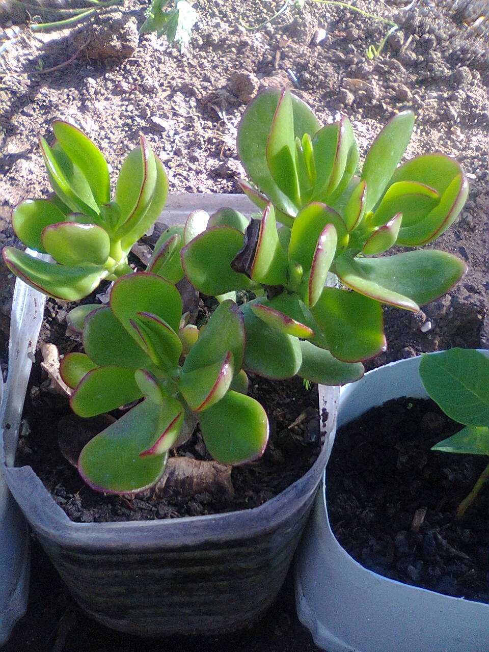 Planta de Jade - A planta da amizade