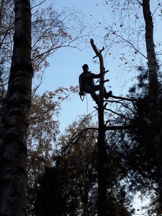 Wycinka drzew,krzewów-wywóz utylizacja.Koszenie trawy,wertykulacja.