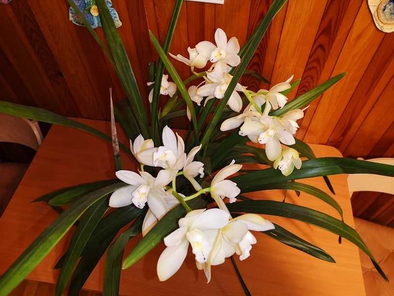 cymbidium storczyk kwitnące