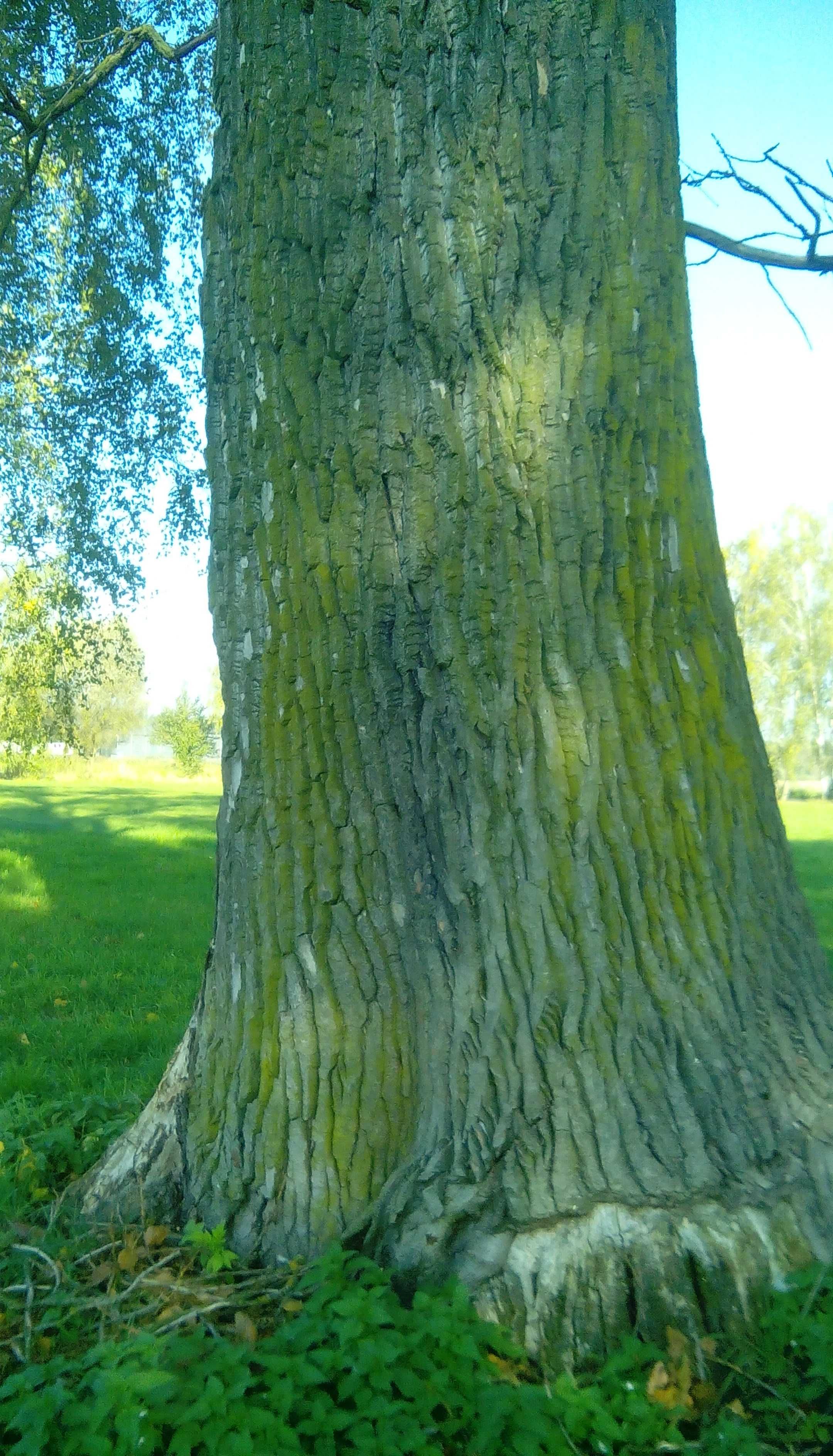ogromna topola tartaczna -gigant