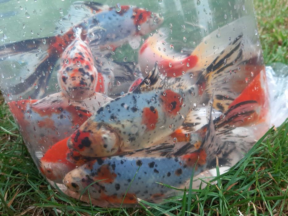 karasie ozdobne ( oczko, staw)