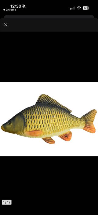 Żywe ryby karp karpie