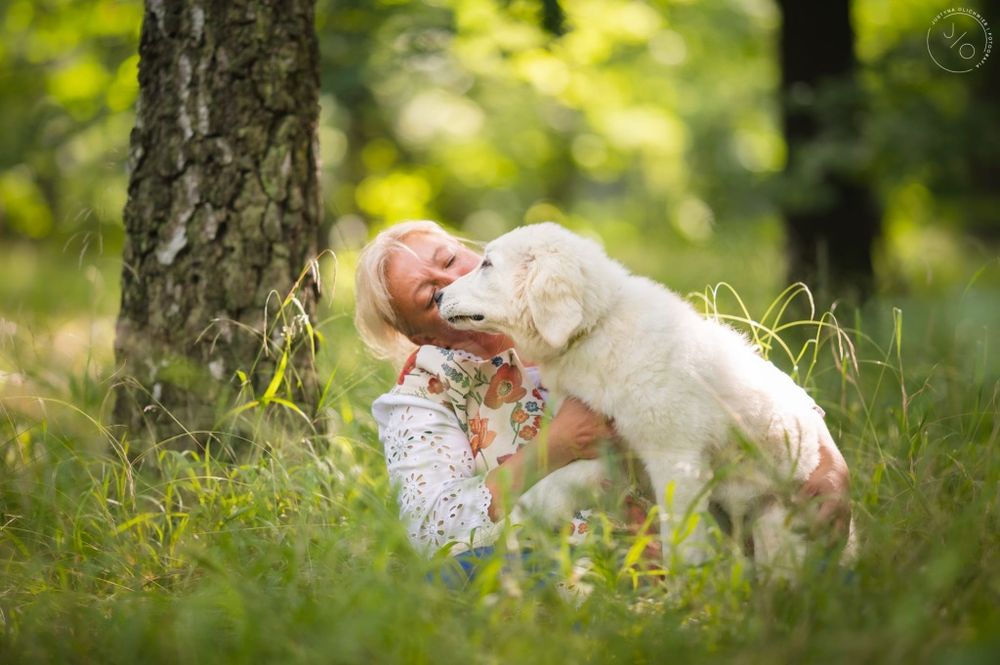 Polski owczarek podhalański