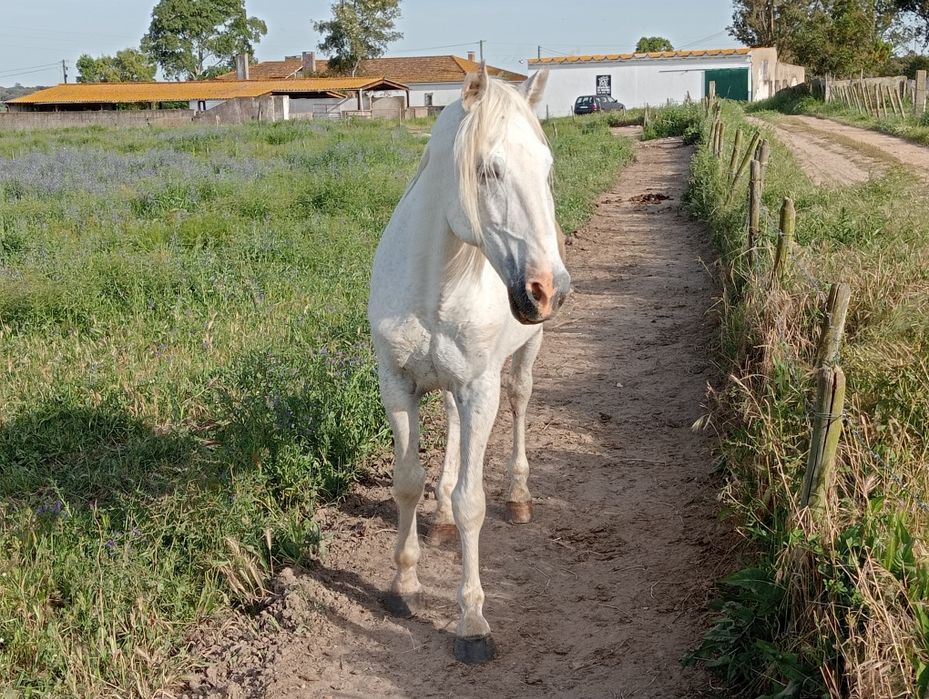 Cavalo égua poldro