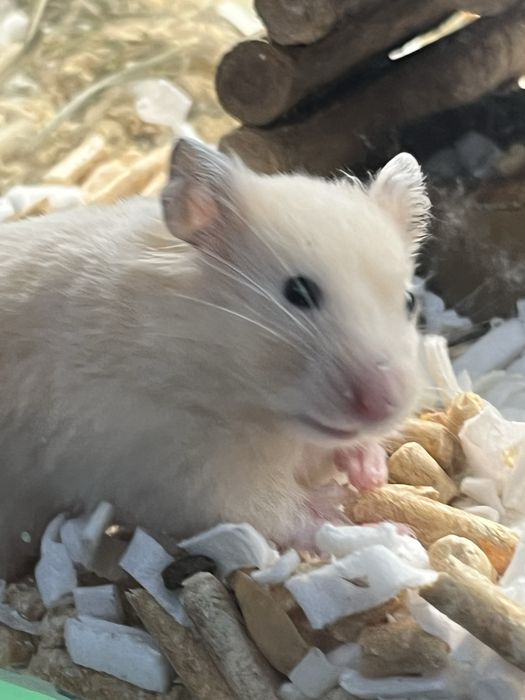 Chomiki syryjskie (chłopcy) Aqualife