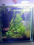 Krewetki, caridina, krewetkarium, akwarium, Aquael, Shrimp