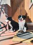 Piesek - Border Collie
