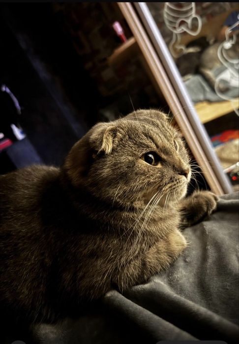 Віддається в добрі руки Вислоуха кішечка