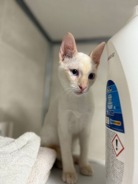 Gumball, para adoção