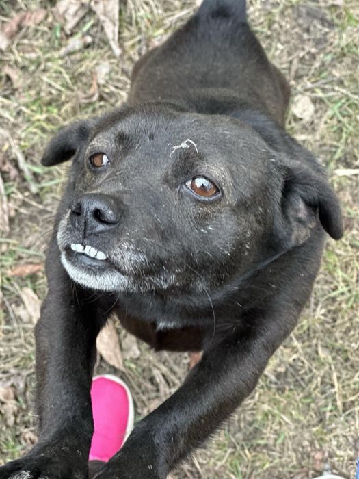 Шукаємо найкращу сімʼю для Жучка! Безкоштовно віддамо!