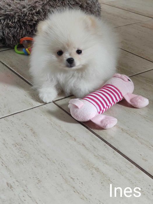 Szczeniak Ines ZHPR UCI Gotowy do odbioru