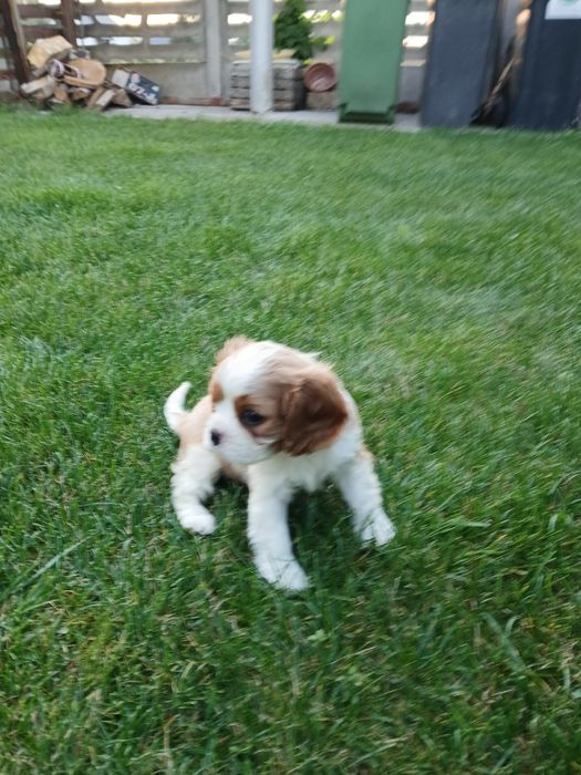 Szczeniak Cavalier King Charles Spaniel