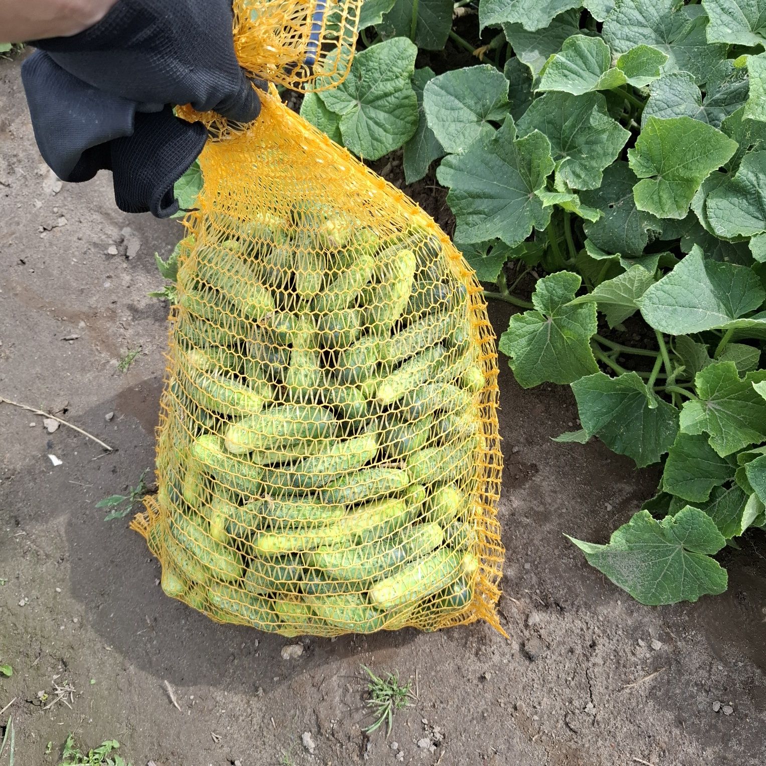 Ogórki gruntowe z mojej plantacji