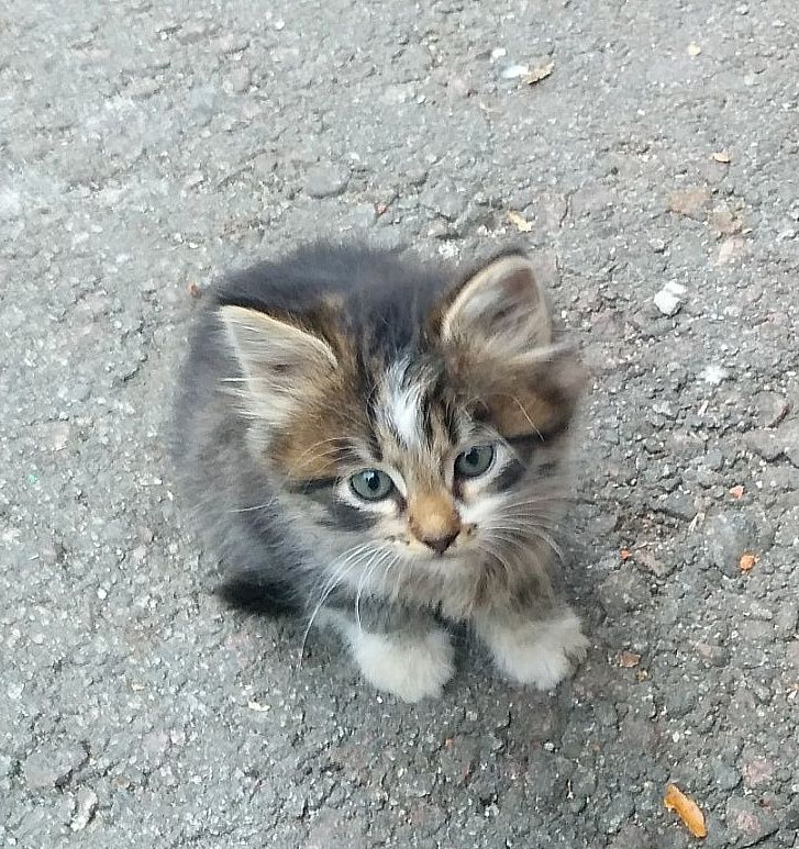 Отдам пушистого котёнка
