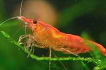 Rybki do akwarium - Krewetki Neocaridina Red Cherry - czerwone