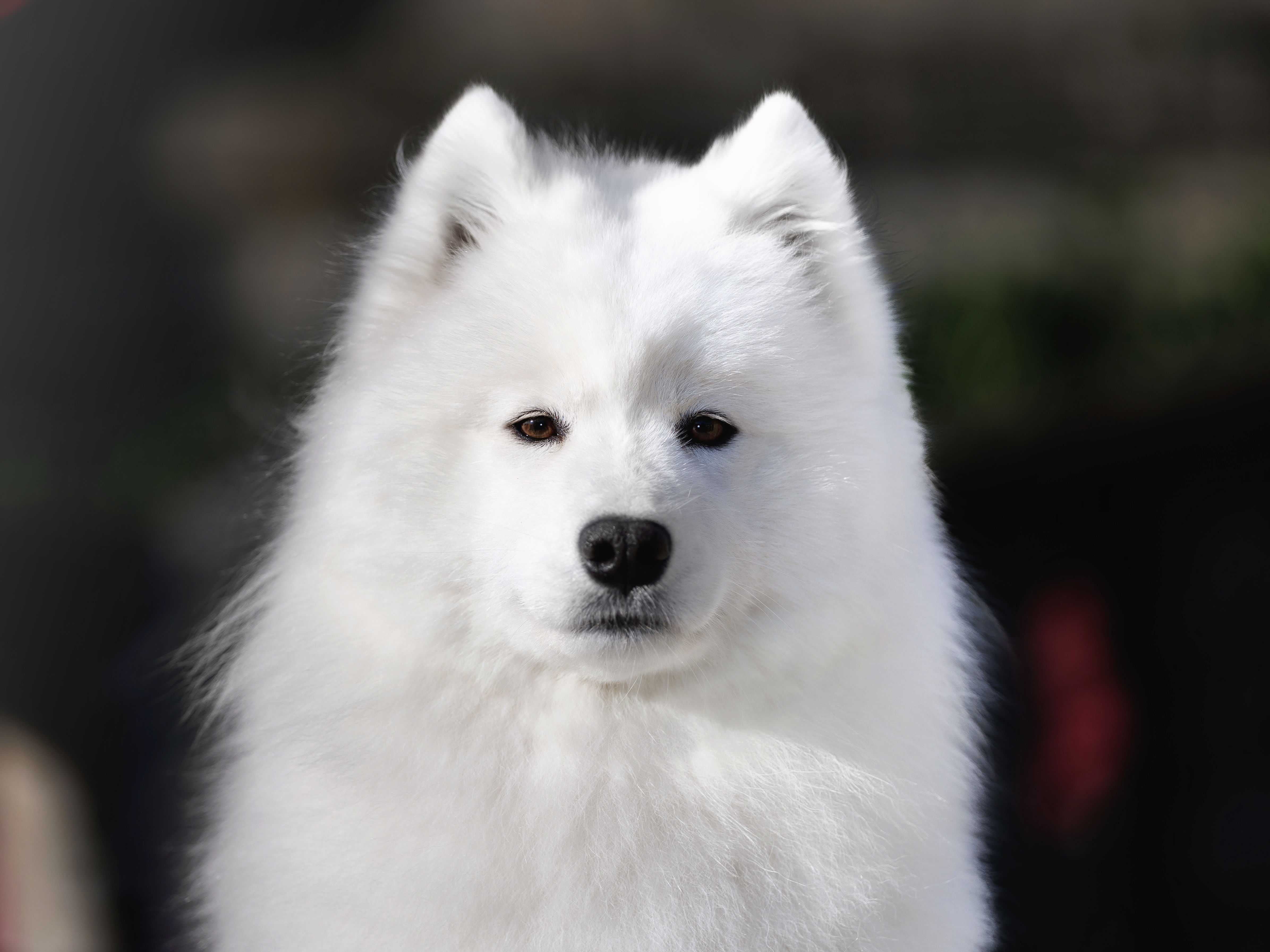 Samoyed FCI ZKwP szczenię ostatni szczeniak pies chłopiec szczeniaczek