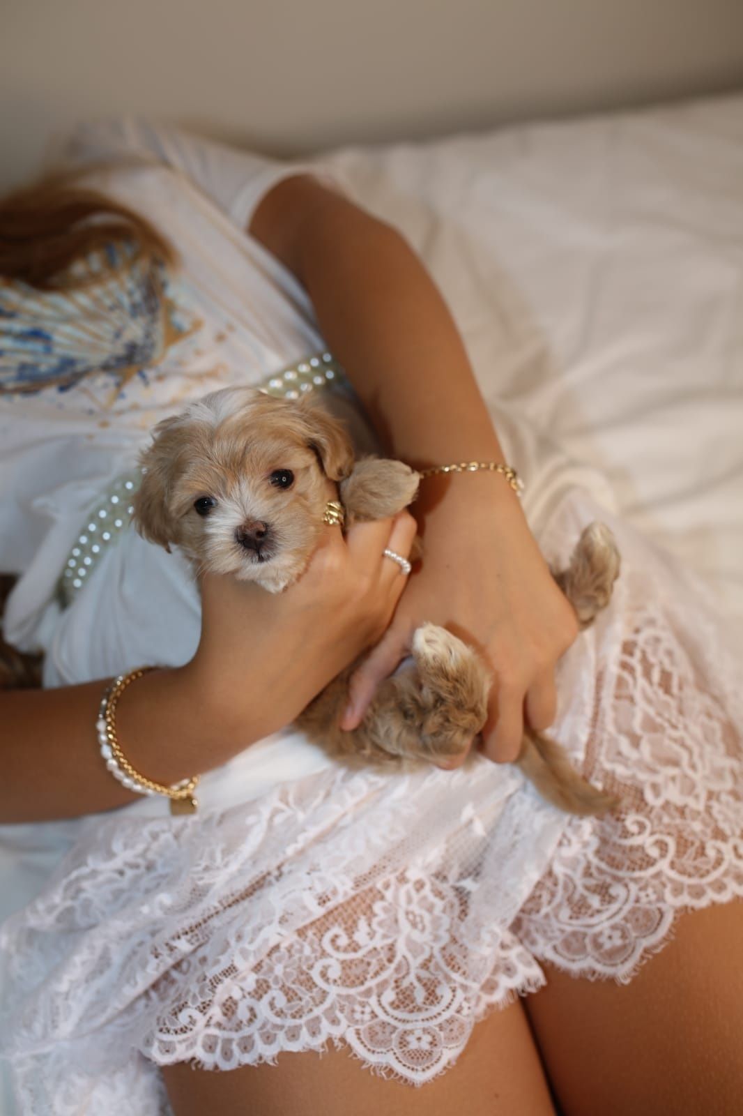 Мальтіпу міні хлопчик ф1, мини мальчик мальтипу, maltipoo mini male f1