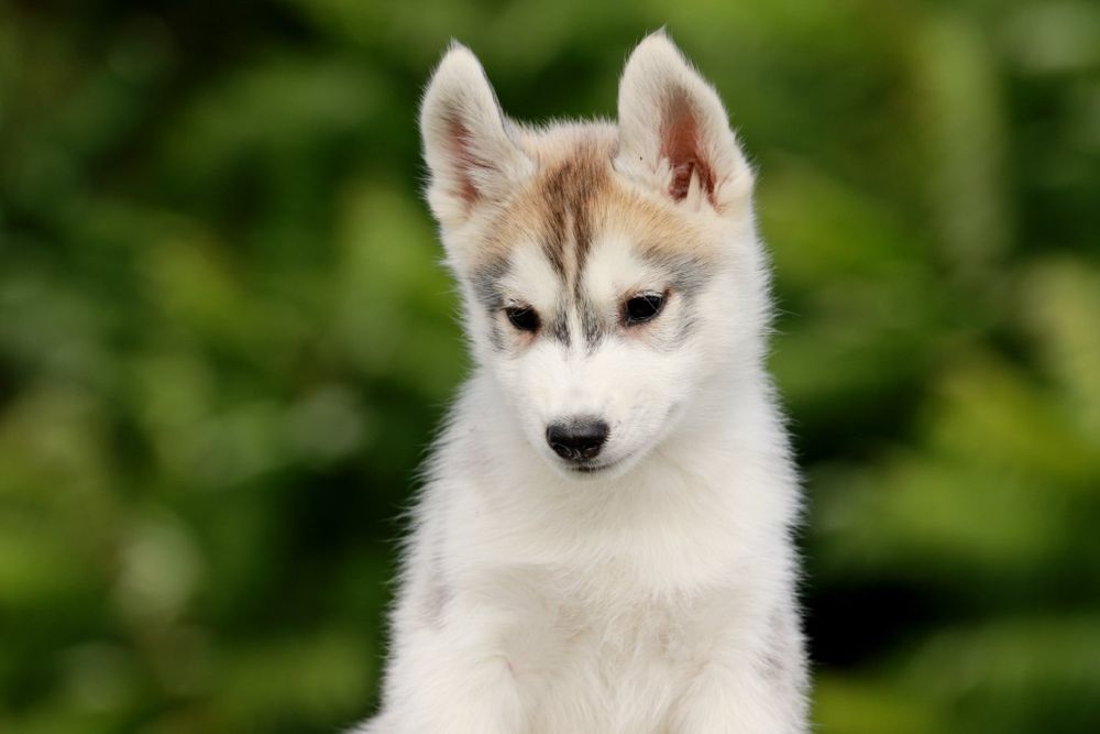 Siberian Husky ZKwP