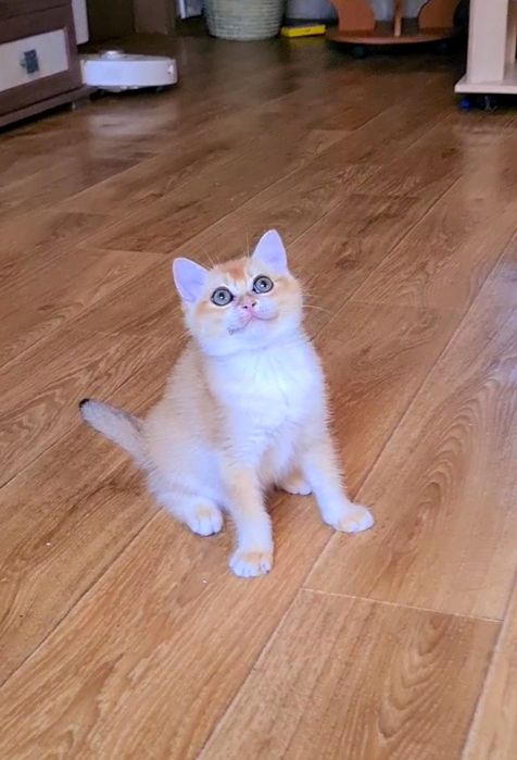 Рідкісне забарвлення ny12