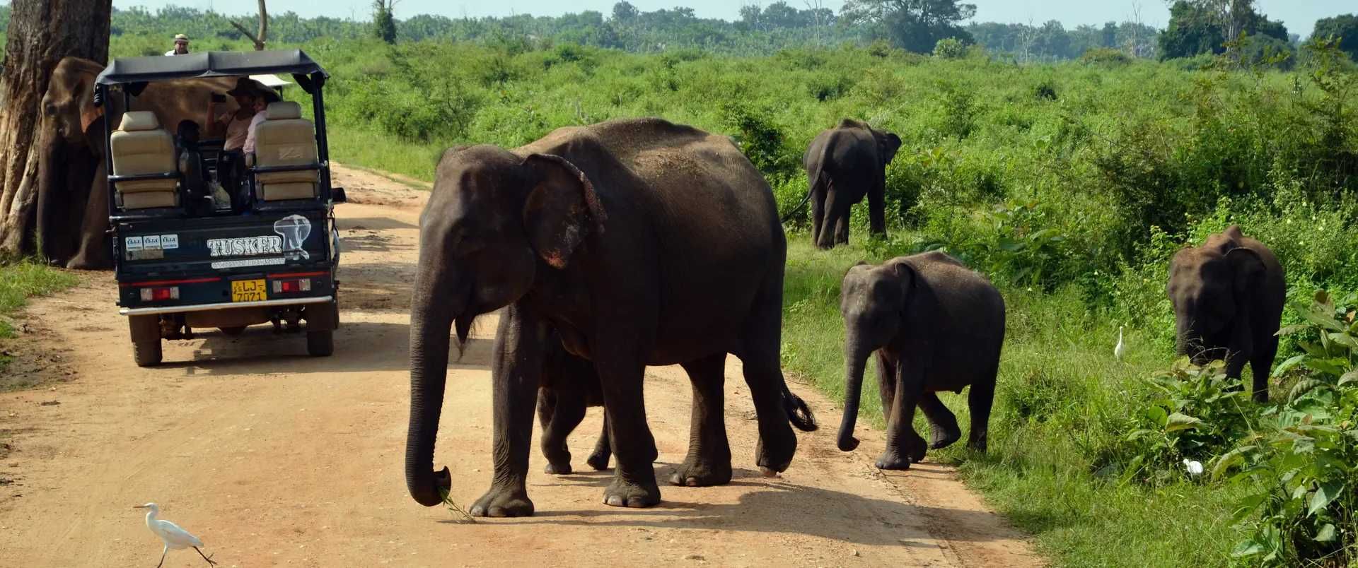Sri Lanka - Boże Narodzenie i Sylwester - 23.12.2024 - 03.01.2026