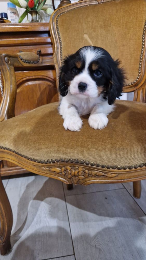 Cavalier King Charles Spaniel - piesek