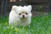 Suczka chihuahua długowłosa. Rodowód fci