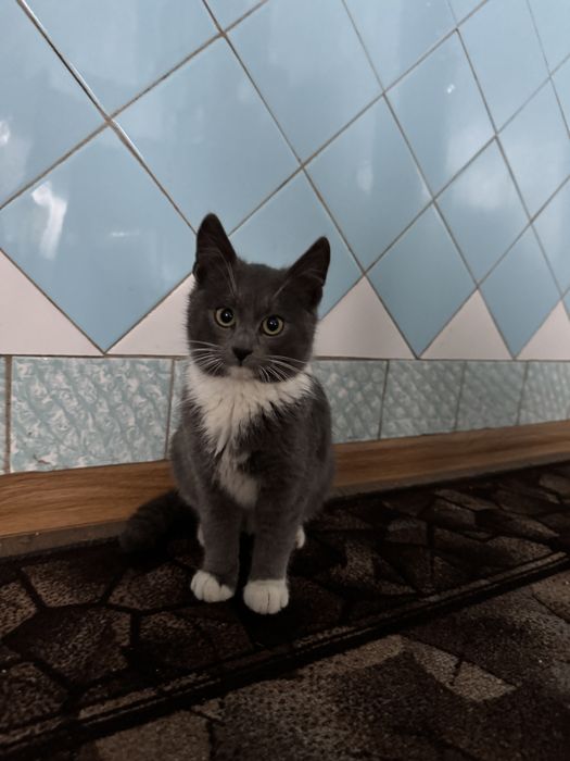 Віддамо кошенята в добрі руки