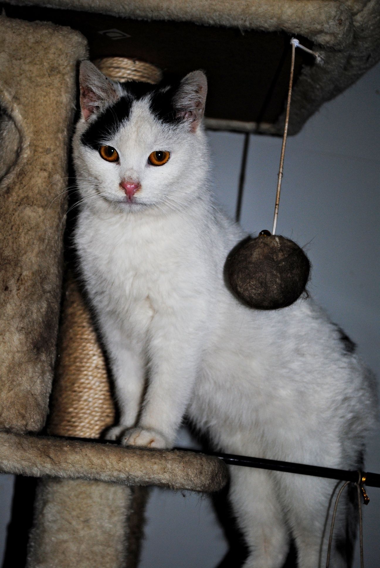 Roczny kocurek z białaczką do adopcji