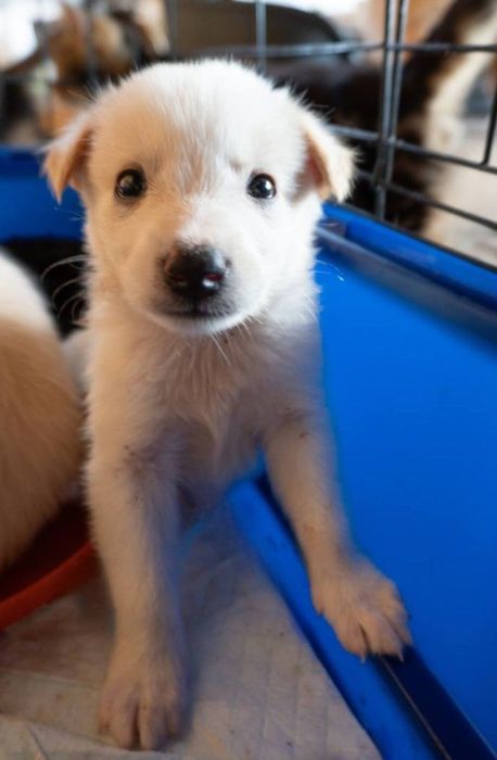 Отдам даром в добрые руки щенков