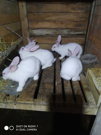 Продам кролики термонці