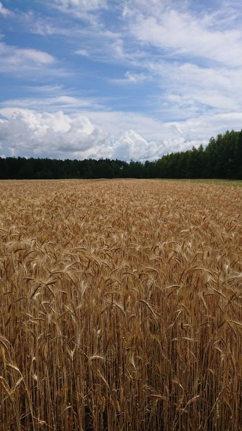 Słoma pszenna w kostkach