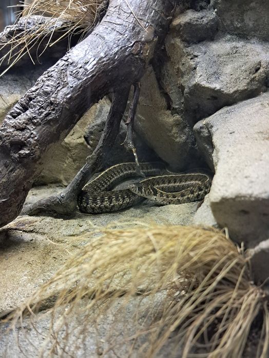 Wąż pończosznik miniaturka Thamnophis scaliger cb25