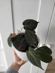 philodendron scandens micans