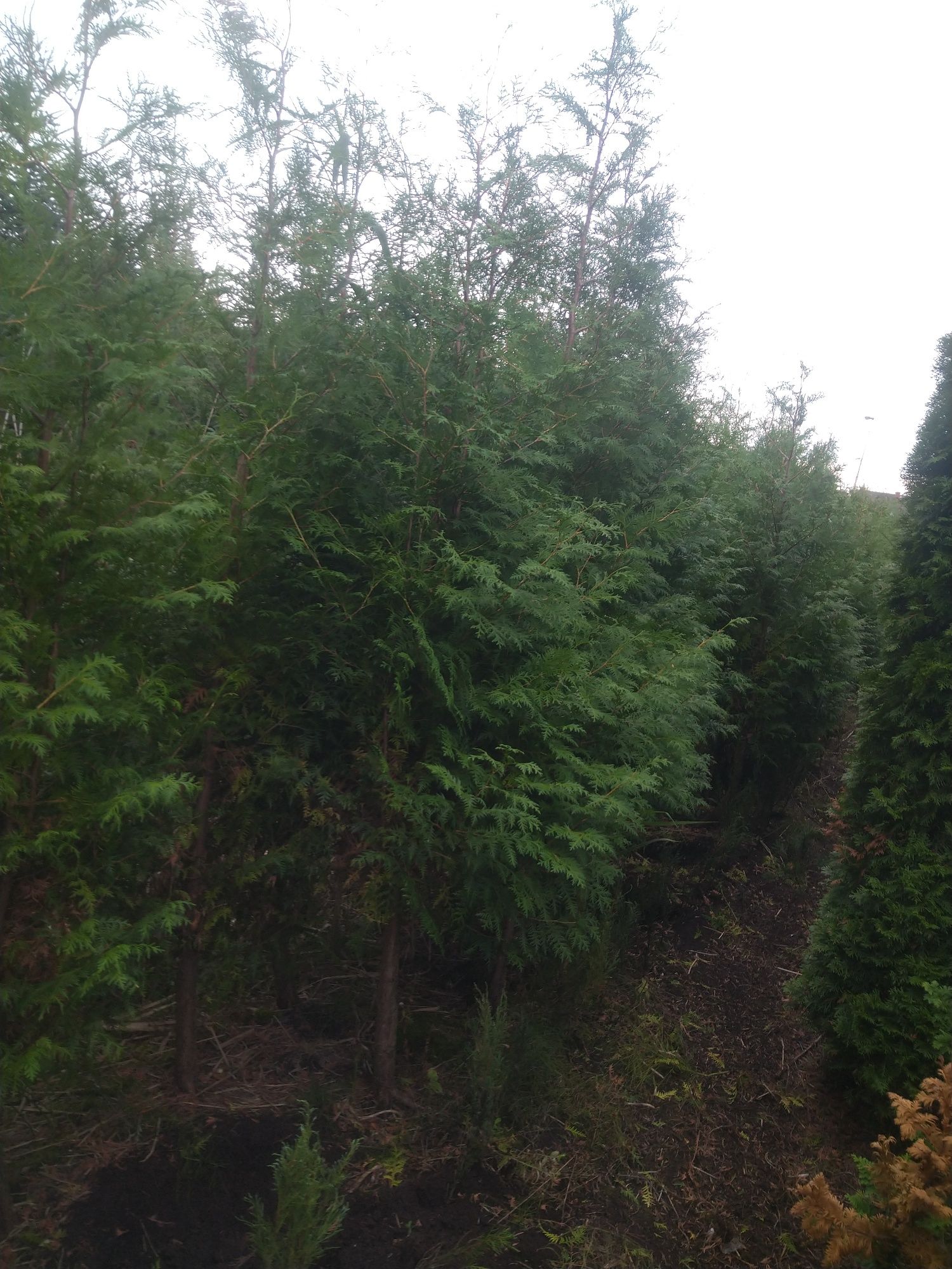 Thuja  Brabant 3m. Tuja Producent Tanio Okazjia Promocja